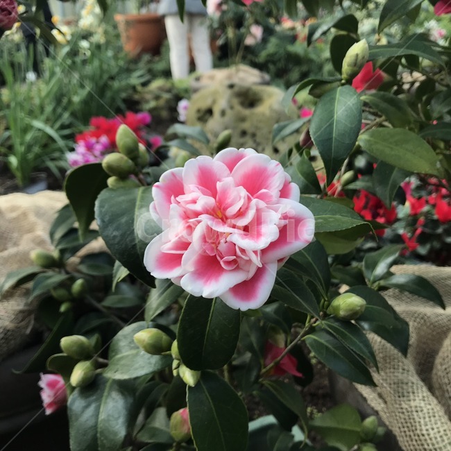 장미,식물,rose,flower,꽃,식물,자연,plants,nature,꽃,flower