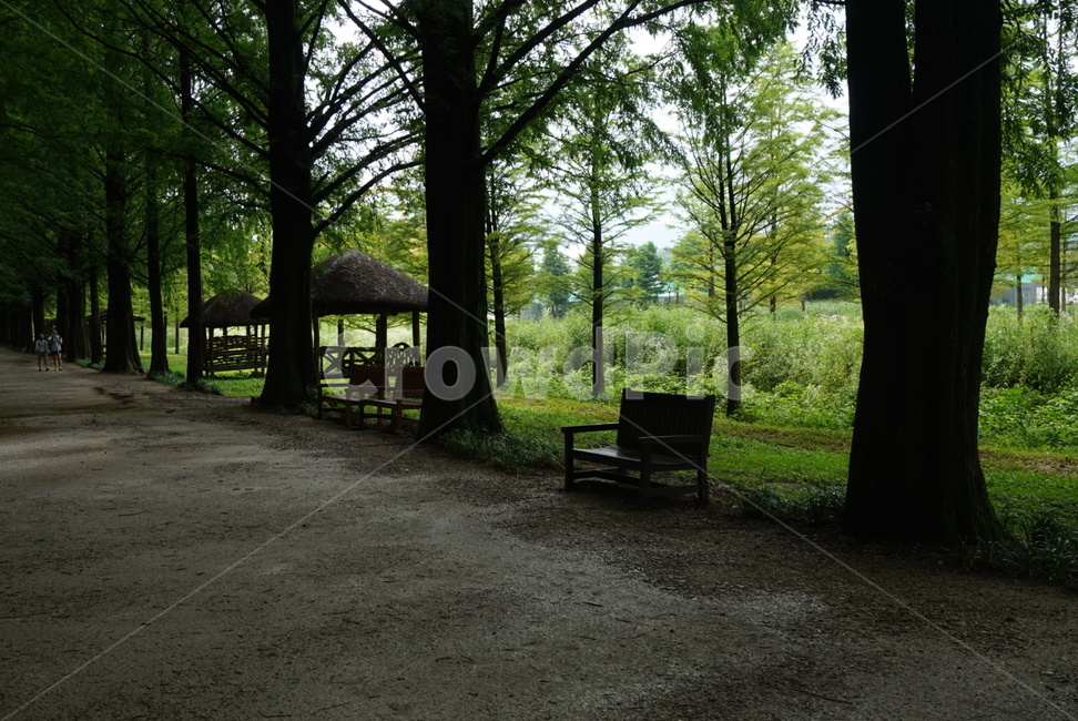 쉼터,나무,산책로,감성적,비온뒤,계절,봄,가로수길,자연,풍경,nature,landscape,bench,벤치,tree,plant,식물