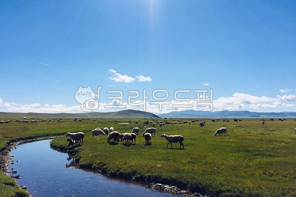 몽골,평야,양,방목,울란바토르,cattle,field,grassland,nature