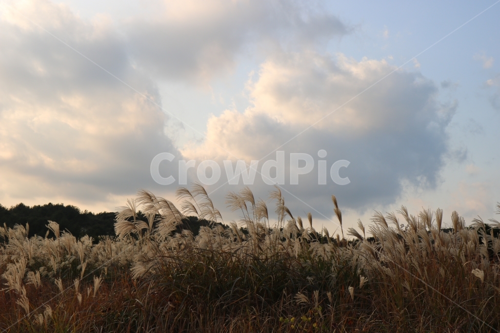 구름,노을,억새,자연,풍경,가을,계절,fall,autumn,season,자연,풍경,nature,landscape,plant,식물,grass,잔디,lawn,reed,갈대