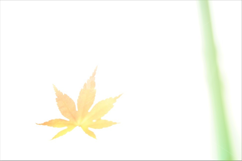 단풍,잎,단풍잎,가을잎,단풍잎사귀,잎사귀,가을단풍,가을,계절,fall,autumn,season,leaf,plant,식물