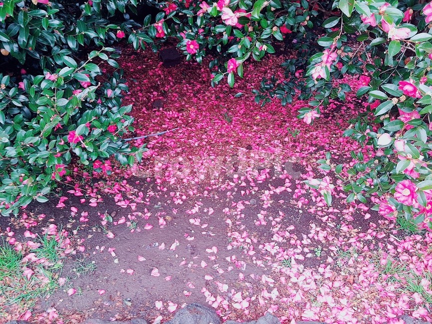 겨울,동백,꽃,동백꽃,자연,꽃,flower