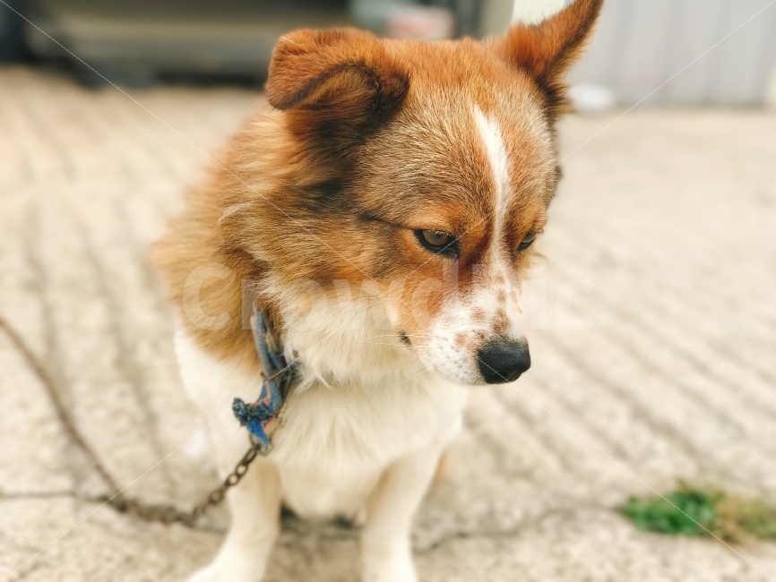 강아지,개,잡종견,dog,갈색개,동물,animal,포유류,mammal,개,강아지,dog,doggy