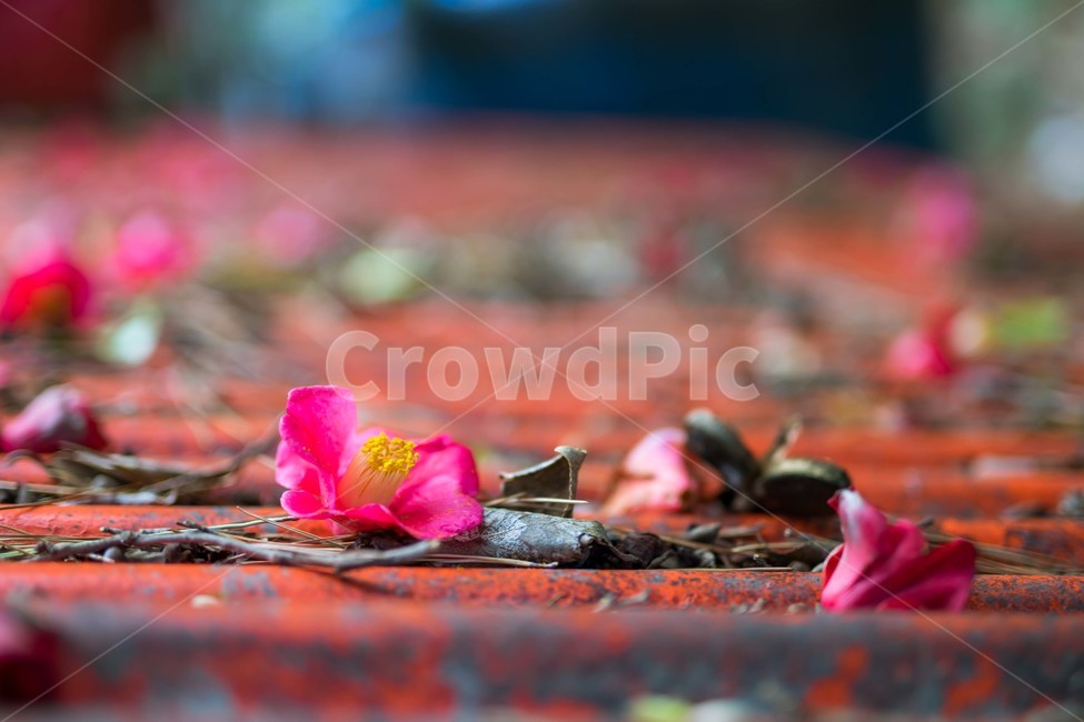 꽃,동백,낙화,flower,감성,식물,자연,plants,nature,꽃,flower,감성,sensible,feeling