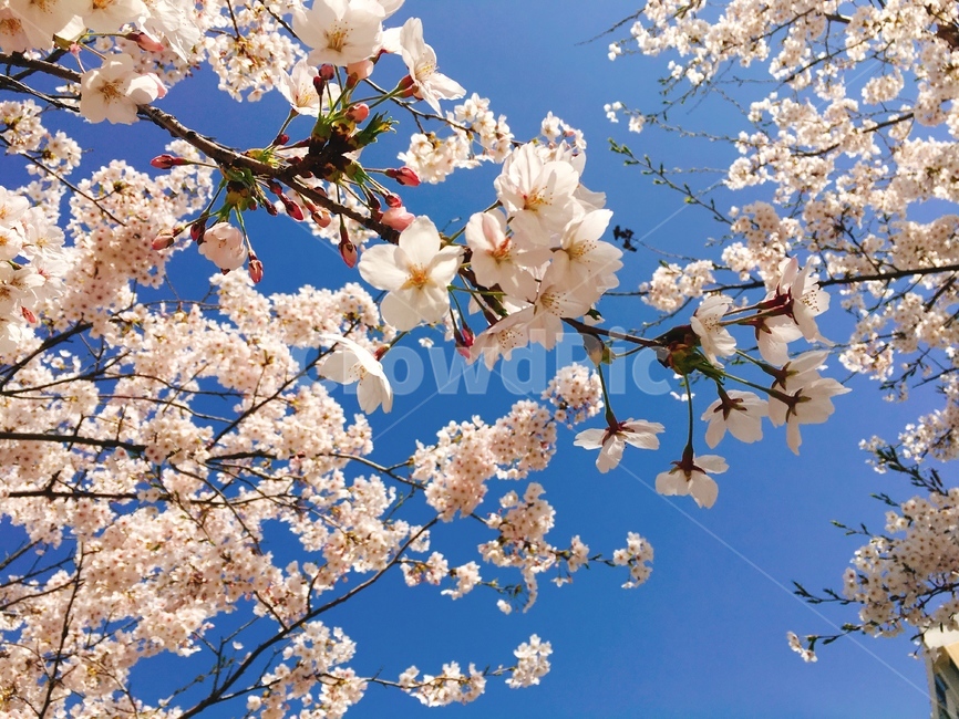 벚꽃,꽃,봄,하늘,벚꽃길,꽃놀이,꽃하늘,벚꽃하늘,햇살,풍경,봄,계절,spring,season,식물,자연,plants,nature,꽃,flower,plant,blossom