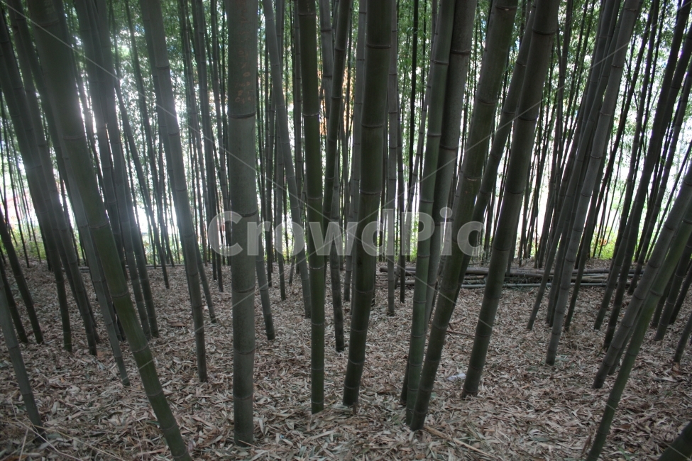 대나무,숲,대나무숲,자연,풍경,배경,담양,여행,여름,나무,식물,자연,plants,nature,나무,trees,wood