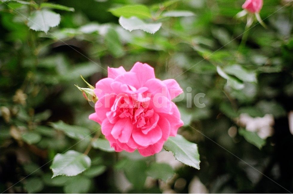 봄,꽃,꽃사진,장미,붉은장미,식물,자연,plants,nature,꽃,flower