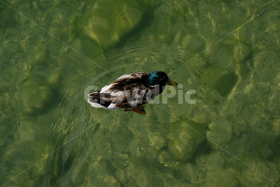 mallard,청둥오리,animal,동물,bird,오리,duck,물새,waterfowl,동물,animal,조류,새,birds
