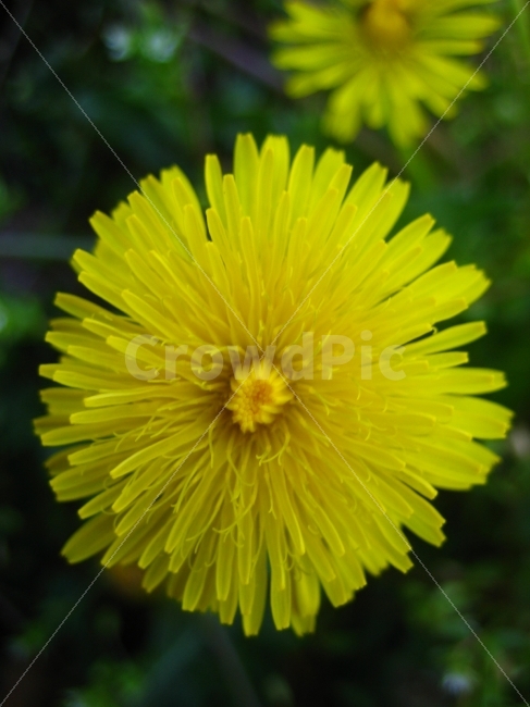 꽃,노랑,식물,숲,애틀란타,가을,식물,자연,plants,nature,꽃,flower