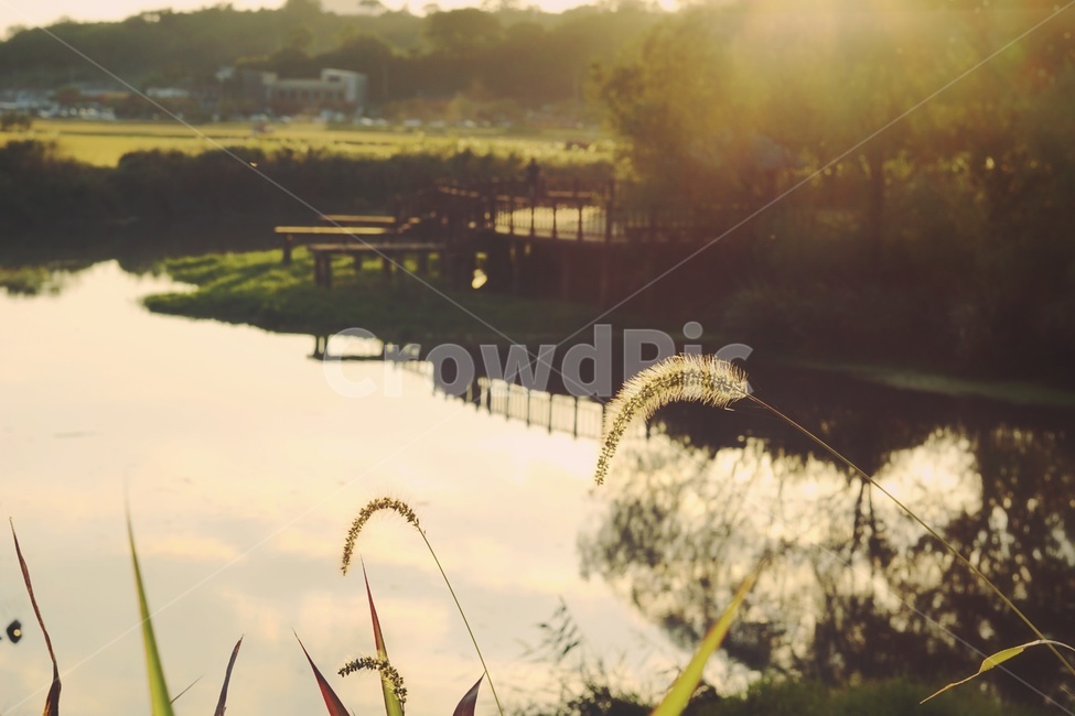 갈대,습지,일몰,순천만,하늘,반영,풍경,자연,한국자연,landscape,한국풍경,nature,sunset,twilight,식물,자연,plants,nature,휴식,힐링,rest,relaxation,healing