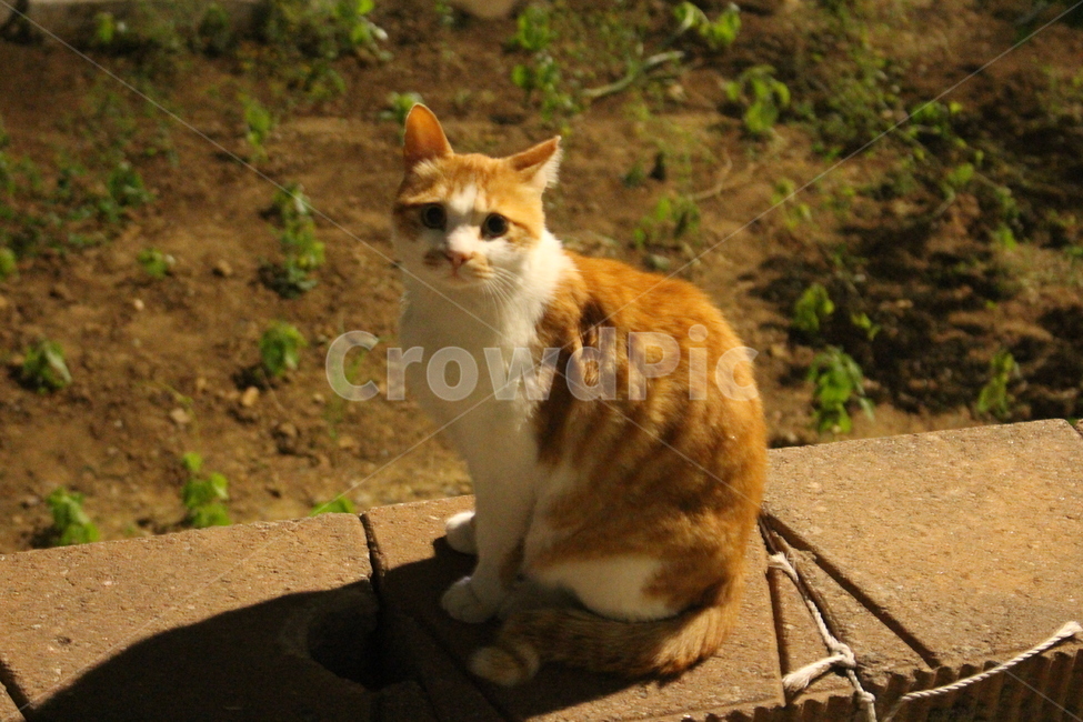 밤,길거리,동물,고양이,앞모습,그림자,눈빛,동물,animal,포유류,mammal,고양이,cat,kitten,kitty