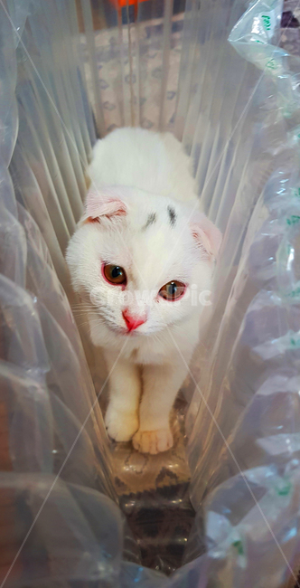 고양이,동물,스코티시폴드,폴드,스코티시,동물,animal,포유류,mammal,고양이,cat,kitten,kitty