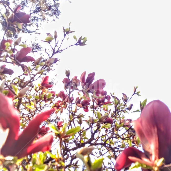 꽃,목련,자목련,flower,빛