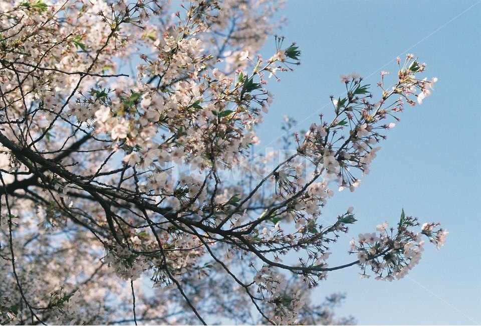 꽃,나무,감성,식물,자연,봄,봄,계절,spring,season,식물,자연,plants,nature,꽃,flower,plant,blossom
