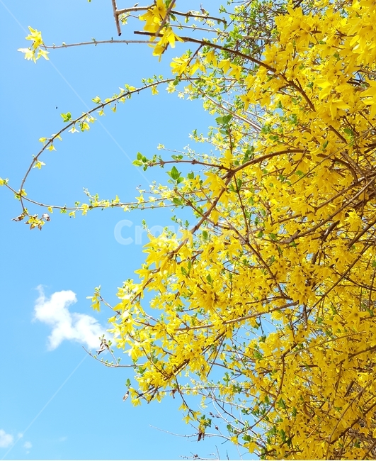 봄,노란색,개나리,맑은하늘노란개나리,봄소식,봄,계절,spring,season,자연,풍경,nature,landscape