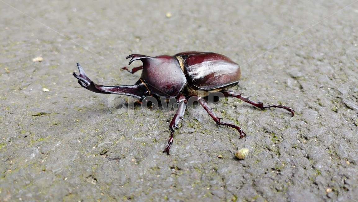 장수풍뎅이,장수풍뎅이수컷,큰뿔장수풍뎅이,코뿔소벌레,koreanrhinocerosbeetle,chalcosoma,투구벌레,곤충,벌레,insect,bug