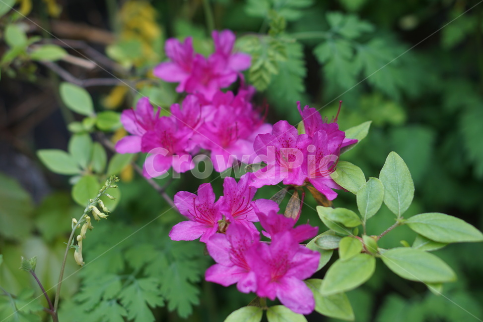 봄,꽃,색깔꽃,분홍꽃,봄꽃,봄,계절,spring,season,식물,자연,plants,nature,꽃,flower,geranium,제라늄,plant,blossom