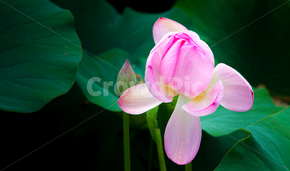연꽃,꽃,연잎,flower,식물