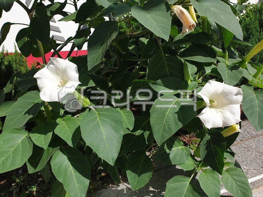 독말풀,datura,대형꽃,천사의나팔꽃,angeltrumpet,흰독말풀,엔젤스트럼펫,흰독말풀꽃,가지과,귀화식물,여름,흰색,화이트,하얀색,꽃,flower,blossom,색깔,색상,색채,색감,color