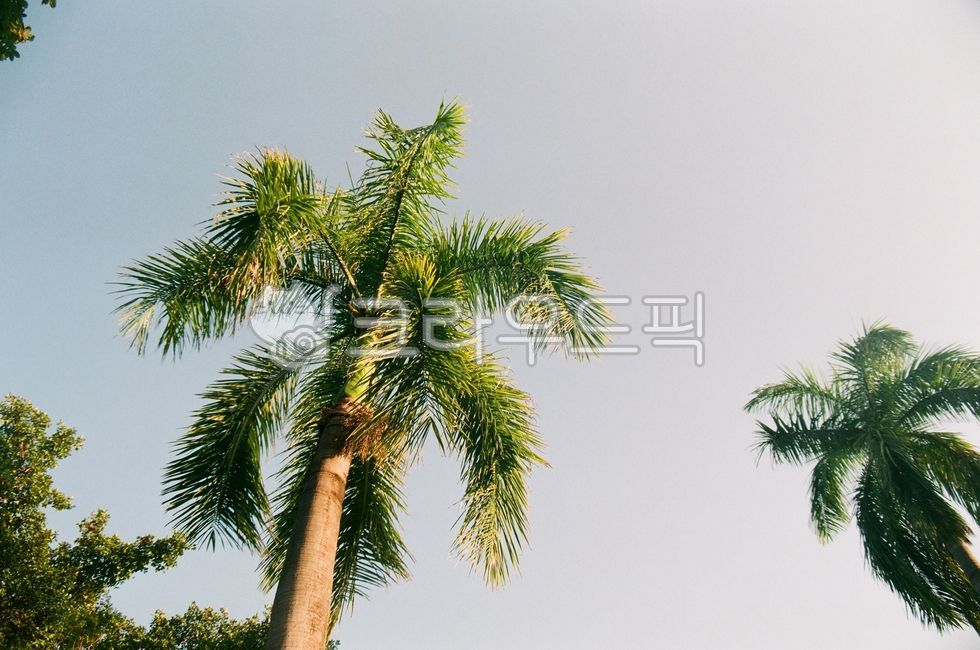 palmtree, 야자수, arecaceae, 나무, tree, 사진,이미지,일러스트,캘리그라피 - 미지근작가