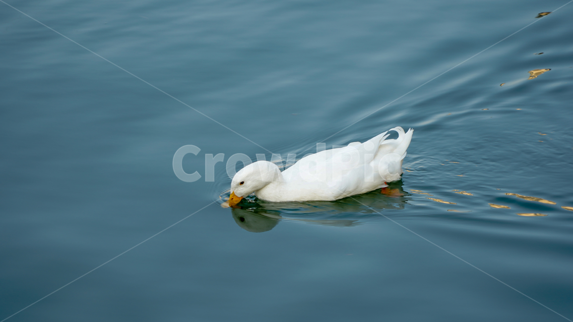 동물,오리,호수,animal,물,백조,꽥꽥,동물,animal,조류,새,birds
