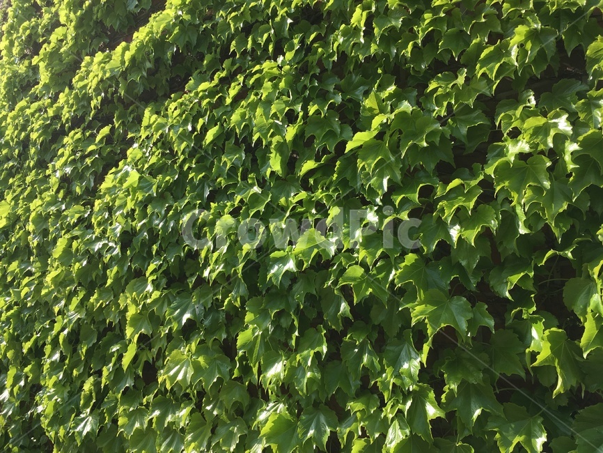 자연,여름,담쟁이,배경,초록,담벼락,나뭇잎,담쟁이넝쿨,ivy,nature,summer,picture,photo,wall,green,색감,색,color