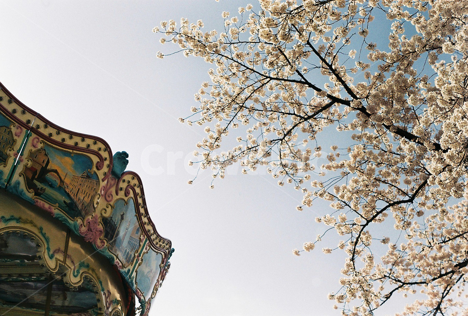 봄꽃,벚꽃,감성,필름,봄,놀이공원,필름사진,꽃,어린이대공원,공원,봄,계절,spring,season,놀이공원,놀이동산,놀이터,amusement park,playground