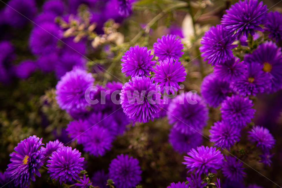 가을,꽃,들꽃,보라,나들이,옥외,자연,꽃잎,식물,보라색,field,blossom,식물,자연,plants,nature,꽃,flower