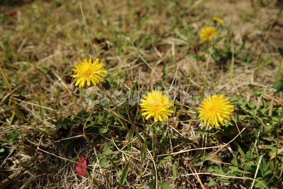 민들레,봄꽃,민들레꽃,봄,꽃,계절,감성,힐링,노란색,flower,plants,nature,season,healing,yellow,dandelion