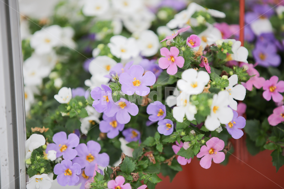 엑사쿰,보라꽃,흰꽃,깽깽이풀,붓꽃,봄,계절,spring,season,식물,자연,plants,nature,꽃,flower,blossom,geranium,제라늄,plant