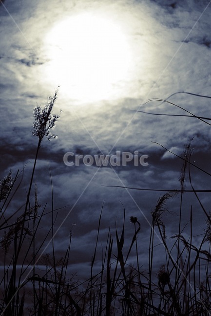 자연,억새,몽환,구름,바람,자연,풍경,nature,landscape,plant,식물,grass,잔디,outdoors,옥외