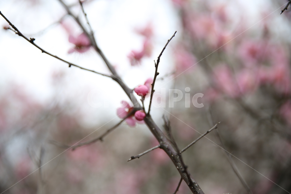 봄,매화,분홍,아름다움,꽃봉오리,봄,계절,spring,season,식물,자연,plants,nature,꽃,flower,plant