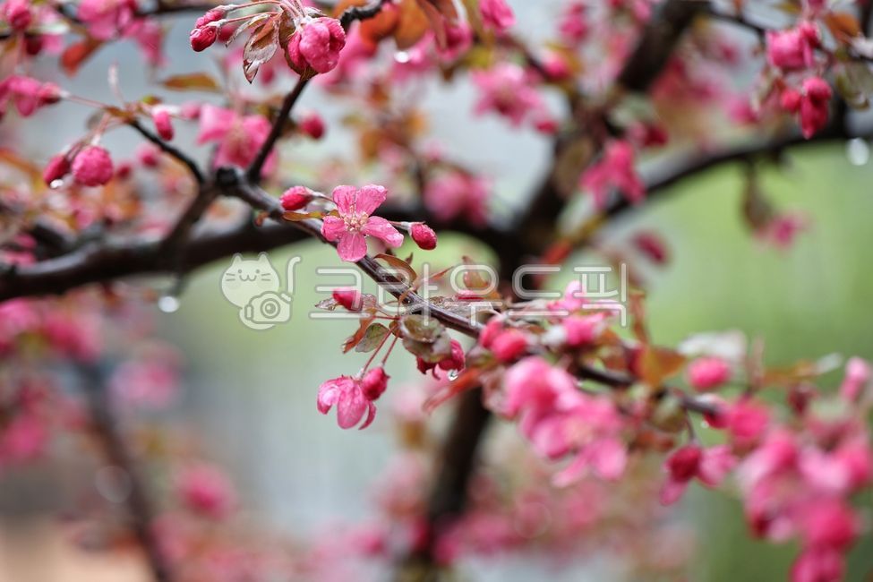 spring,apple blossom,appletree,crabapple,flower apple,flower
