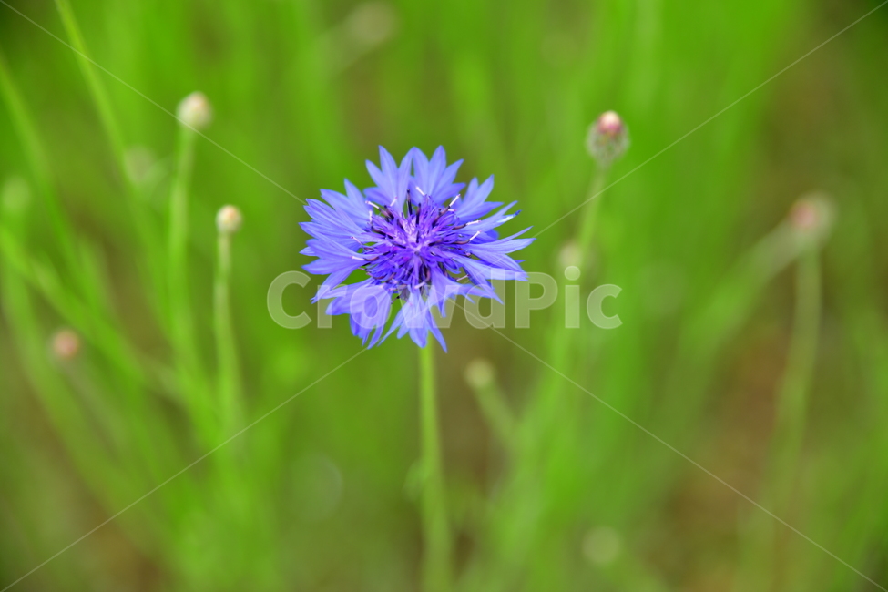꽃,야생화,정원,수목원,자연,봄,여름,장미,식물,자연,plants,nature,꽃,flower