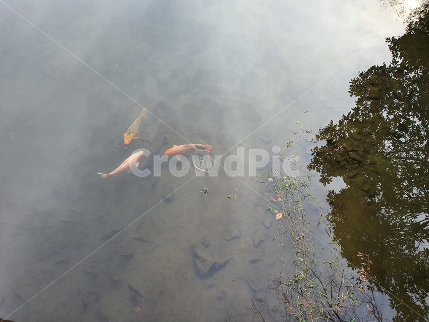 잉어,자연,nature,연못,물고기,fish,pond