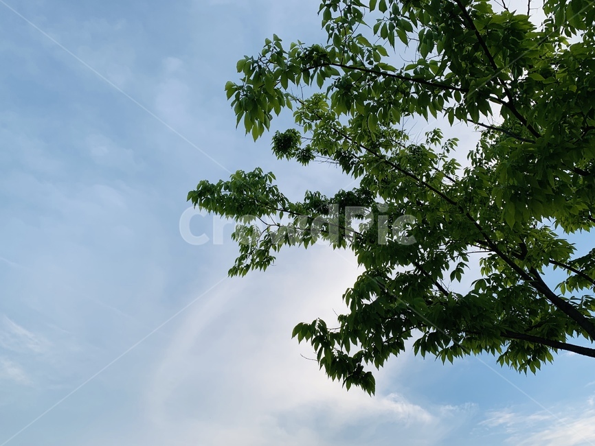하늘,sky,구름,하늘색,나뭇잎