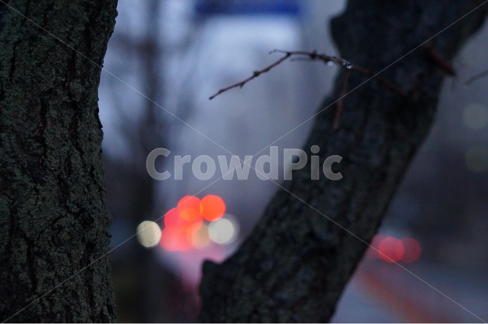 야경,불빛,비,봄,나무,야경,밤,풍경,nightscape,night,landscape,식물,자연,plants,nature,나무,trees,wood,감성,sensible,feeling,tree,plant
