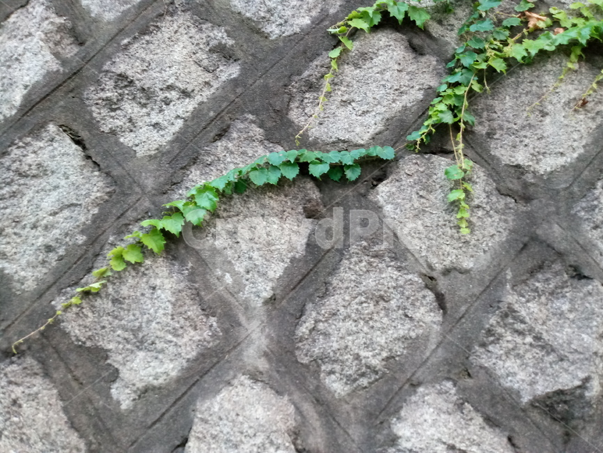 ivy,아이비,plant,식물,담쟁이,담쟁이덩굴,담쟁이식물,돌,벽돌,돌벽,돌담,벽,자연,풀,식물,자연,plants,nature