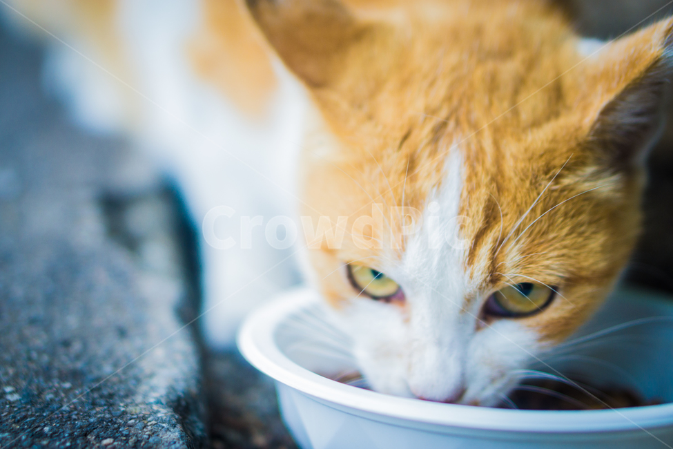 고양이,길고양이,흰고양이,주황색고양이,밥먹는고양이,매서운고양이,동물,animal,포유류,mammal,고양이,cat,kitten,kitty
