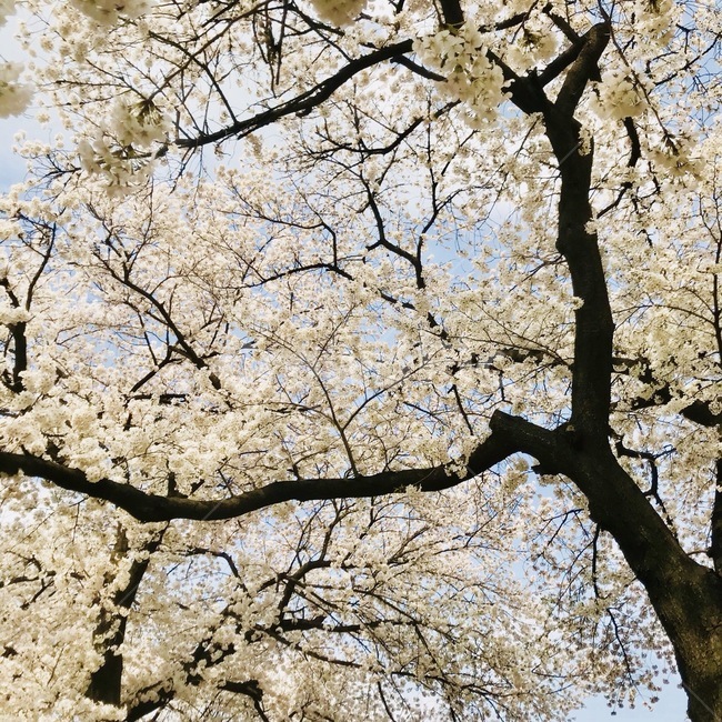 벚꽃나무,벚꽃,나무,봄,cherryblossom