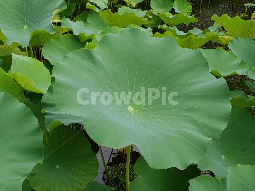 연꽃,꽃,수련,식물,lotusblossom,flower,연,수초,식물,자연,plants,nature