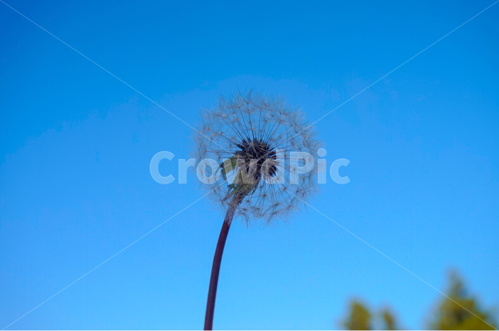 민들레,홀씨,dandelion,꽃,flower,봄,파란하늘,민들레홀씨,식물,spring,4월,blue,april