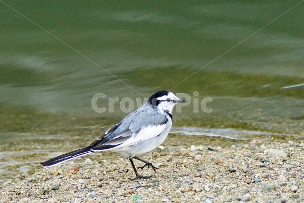 자연,새,조류,온천천,할미새,백할미새,탐조,부산,동물,animal,조류,새,birds