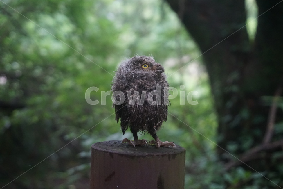 소쩍새,자연,동물,새,천연기념물,동물,animal,조류,새,birds