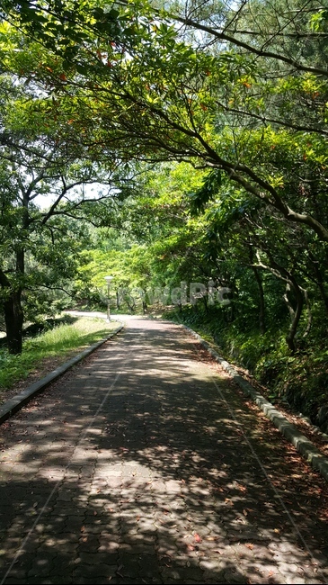 나무,산책길,나무그늘,낙엽,그림자