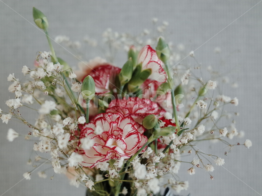 꽃,카네이션,부모님,감사,사랑,은혜,어버이날,아버지,어머니,안개꽃,flower,love,선물,꽃,flower,기념일,축하,anniversary,congratulation,celebrate,celebration
