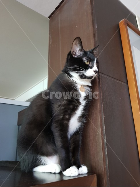애완동물,반려묘,동물,고양이,야옹이