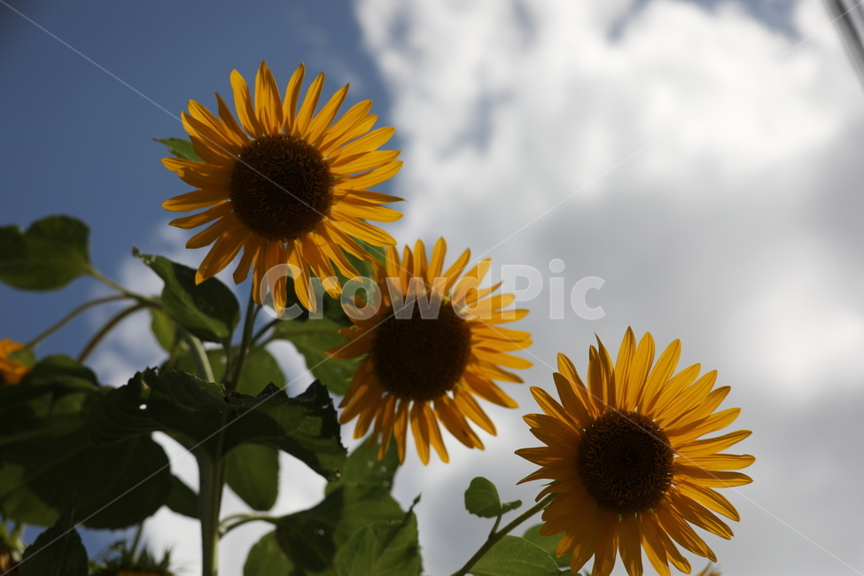 해바라기꽃,하늘,숭배,구름,의지,여름,계절,summer,season,가을,fall,autumn,식물,자연,plants,nature,꽃,flower,plant,blossom