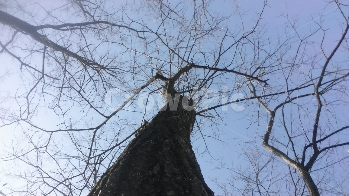 나무,하늘,겨울,나뭇가지,숲,식물,자연,plants,nature,나무,trees,wood