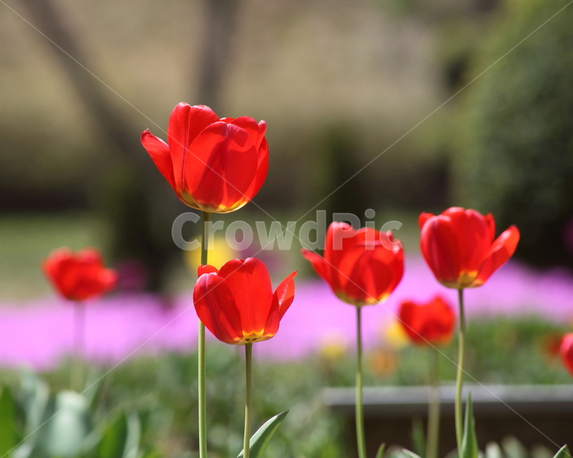 튤립,구근초,꽃,백합과,tulip
